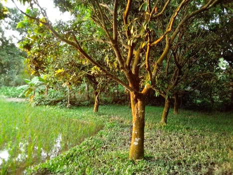 Village Beautiful Scenery - Paddy Field, Village Jungle Flowers, Village Evening, Fruit Tree Garden, Village Sunset, Village River