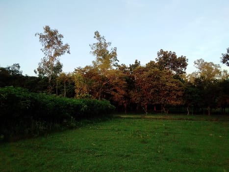 Village Beautiful Scenery - Paddy Field, Village Jungle Flowers, Village Evening, Fruit Tree Garden, Village Sunset, Village River