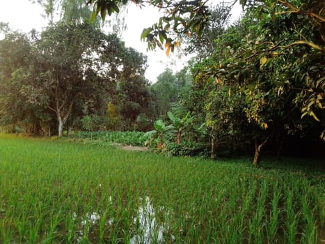 Village Beautiful Scenery - Paddy Field, Village Jungle Flowers, Village Evening, Fruit Tree Garden, Village Sunset, Village River