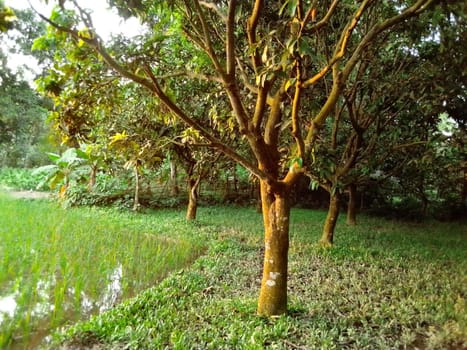 Village Beautiful Scenery - Paddy Field, Village Jungle Flowers, Village Evening, Fruit Tree Garden, Village Sunset, Village River