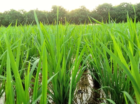 Village Beautiful Scenery - Paddy Field, Village Jungle Flowers, Village Evening, Fruit Tree Garden, Village Sunset, Village River