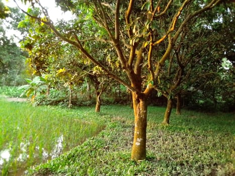 Village Beautiful Scenery - Paddy Field, Village Jungle Flowers, Village Evening, Fruit Tree Garden, Village Sunset, Village River