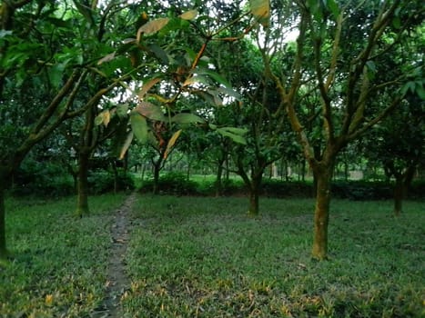 Village Beautiful Scenery - Paddy Field, Village Jungle Flowers, Village Evening, Fruit Tree Garden, Village Sunset, Village River