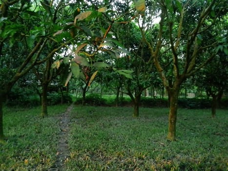 Village Beautiful Scenery - Paddy Field, Village Jungle Flowers, Village Evening, Fruit Tree Garden, Village Sunset, Village River