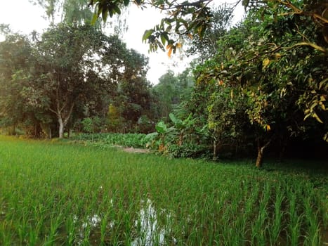 Village Beautiful Scenery - Paddy Field, Village Jungle Flowers, Village Evening, Fruit Tree Garden, Village Sunset, Village River