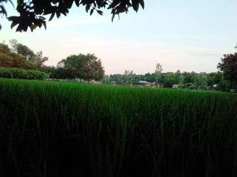Village Beautiful Scenery - Paddy Field, Village Jungle Flowers, Village Evening, Fruit Tree Garden, Village Sunset, Village River