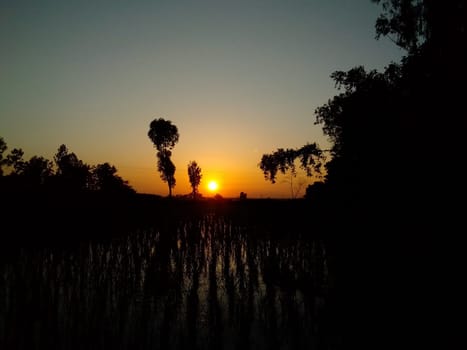 Village Beautiful Scenery - Paddy Field, Village Jungle Flowers, Village Evening, Fruit Tree Garden, Village Sunset, Village River
