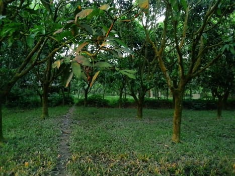 Village Beautiful Scenery - Paddy Field, Village Jungle Flowers, Village Evening, Fruit Tree Garden, Village Sunset, Village River