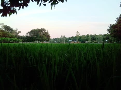 Village Beautiful Scenery - Paddy Field, Village Jungle Flowers, Village Evening, Fruit Tree Garden, Village Sunset, Village River
