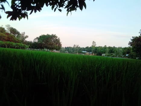 Village Beautiful Scenery - Paddy Field, Village Jungle Flowers, Village Evening, Fruit Tree Garden, Village Sunset, Village River