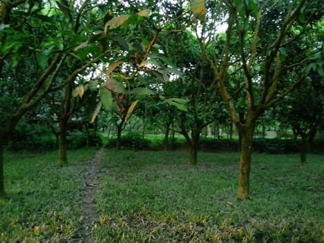 Village Beautiful Scenery - Paddy Field, Village Jungle Flowers, Village Evening, Fruit Tree Garden, Village Sunset, Village River