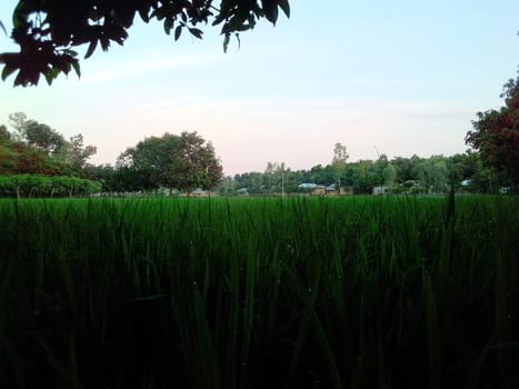Village Beautiful Scenery - Paddy Field, Village Jungle Flowers, Village Evening, Fruit Tree Garden, Village Sunset, Village River