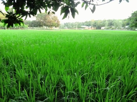 Village Beautiful Scenery - Paddy Field, Village Jungle Flowers, Village Evening, Fruit Tree Garden, Village Sunset, Village River