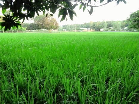 Village Beautiful Scenery - Paddy Field, Village Jungle Flowers, Village Evening, Fruit Tree Garden, Village Sunset, Village River