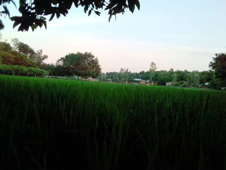 Village Beautiful Scenery - Paddy Field, Village Jungle Flowers, Village Evening, Fruit Tree Garden, Village Sunset, Village River
