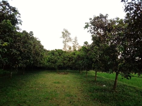 Village Beautiful Scenery - Paddy Field, Village Jungle Flowers, Village Evening, Fruit Tree Garden, Village Sunset, Village River