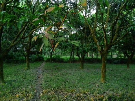 Village Beautiful Scenery - Paddy Field, Village Jungle Flowers, Village Evening, Fruit Tree Garden, Village Sunset, Village River