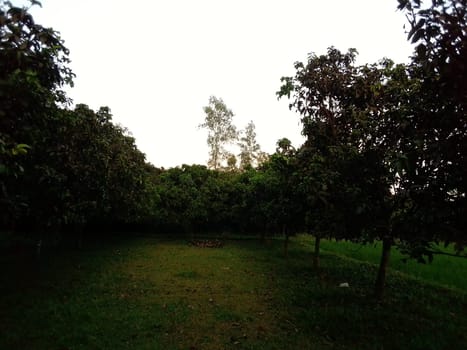 Village Beautiful Scenery - Paddy Field, Village Jungle Flowers, Village Evening, Fruit Tree Garden, Village Sunset, Village River
