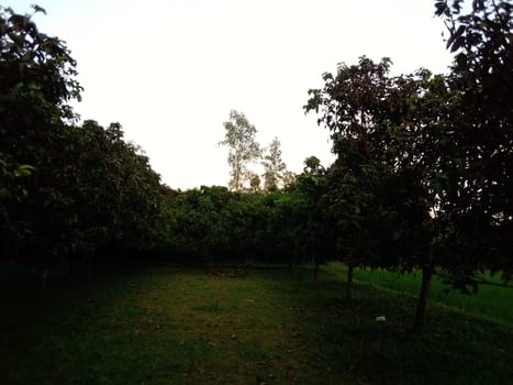 Village Beautiful Scenery - Paddy Field, Village Jungle Flowers, Village Evening, Fruit Tree Garden, Village Sunset, Village River