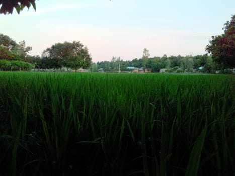 Village Beautiful Scenery - Paddy Field, Village Jungle Flowers, Village Evening, Fruit Tree Garden, Village Sunset, Village River