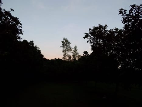 Village Beautiful Scenery - Paddy Field, Village Jungle Flowers, Village Evening, Fruit Tree Garden, Village Sunset, Village River