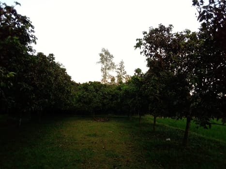 Village Beautiful Scenery - Paddy Field, Village Jungle Flowers, Village Evening, Fruit Tree Garden, Village Sunset, Village River