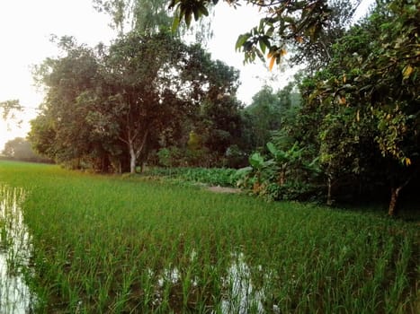 Village Beautiful Scenery - Paddy Field, Village Jungle Flowers, Village Evening, Fruit Tree Garden, Village Sunset, Village River