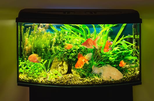 The close up of aquarium tank full of fish