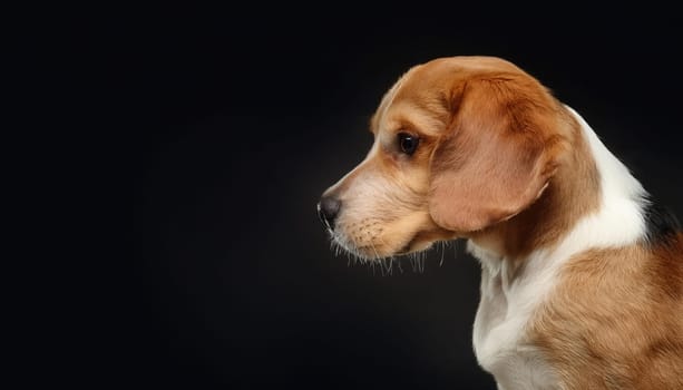 Closeup sive view portrait of a Beagle dog breed isolated on dark background with copy space