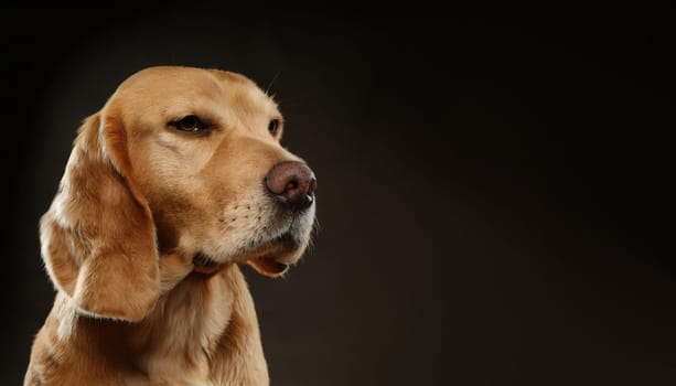 Closeup of a golden Spanador dog breed isolated on dark background with copy space