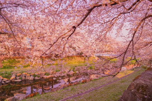 Spring cherry blossom trees and water surface. Shooting Location: Chofu City, Tokyo