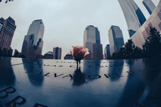 Memorial roses and skyscrapers. Shooting Location: new york, manhattan