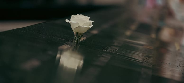 A silent prayer of white roses. Shooting Location: new york, manhattan