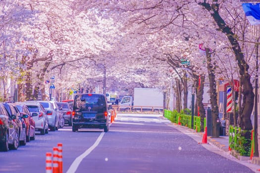 Street lined with cherry blossom trees. Shooting Location: Chuo Ward, Tokyo