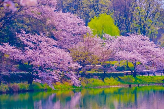 Cherry blossoms and spring scenery reflected in the pond. Shooting Location: Tsurumi Ward, Yokohama City