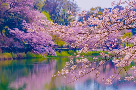 Cherry blossoms and water surface through the branches. Shooting Location: Tsurumi Ward, Yokohama City