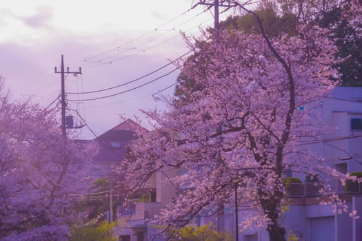 Cherry blossoms at Shirahataike Park. Shooting Location: Kohoku Ward, Yokohama City
