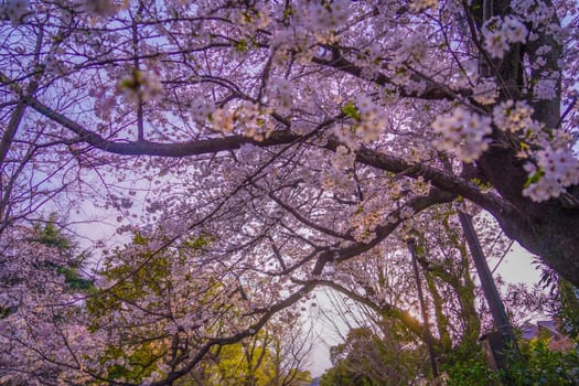 Cherry blossoms at Shirahataike Park. Shooting Location: Kohoku Ward, Yokohama City