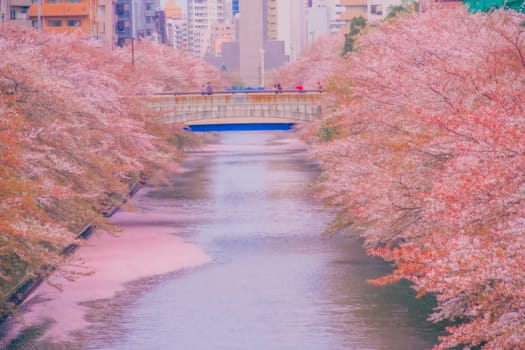 Cherry blossoms, river and city landscape. Shooting Location: Meguro Ward, Tokyo