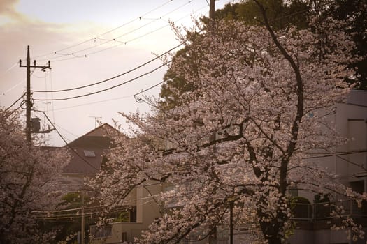 Cherry blossoms at Shirahataike Park. Shooting Location: Kohoku Ward, Yokohama City