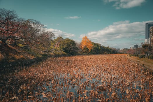 Autumn meadow and yellow leaves. Shooting Location: Fukuoka prefecture