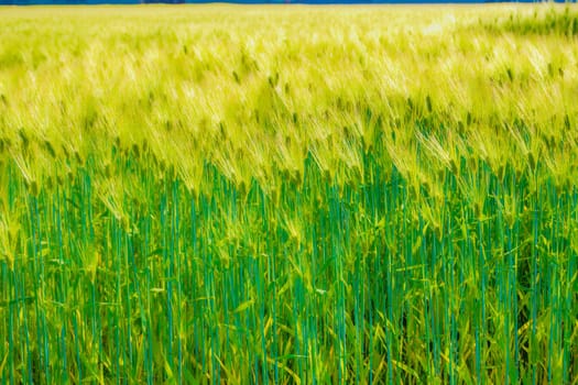 Wheat field swaying in the wind. Shooting Location: Sendai City, Miyagi Prefecture