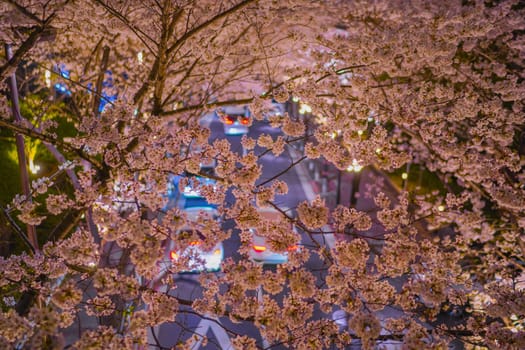 cherry blossoms and car light. Shooting Location: Minato Ward, Tokyo