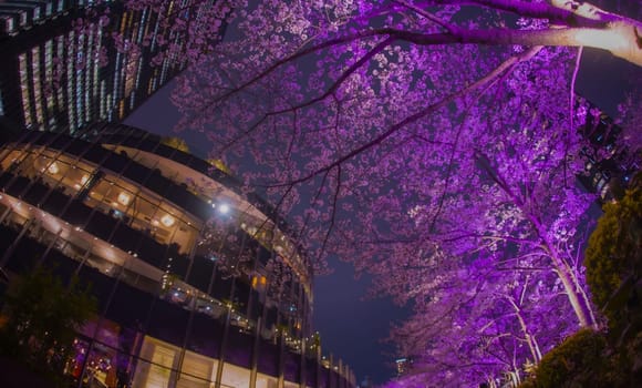 City illuminated with cherry blossoms at night. Shooting Location: Minato Ward, Tokyo