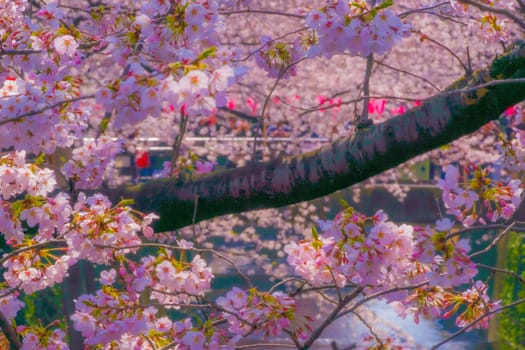 Cherry blossoms in full bloom in Nakameguro. Shooting Location: Meguro Ward, Tokyo