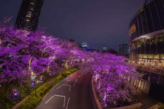 Contrast between cherry blossom trees and night view. Shooting Location: Minato Ward, Tokyo