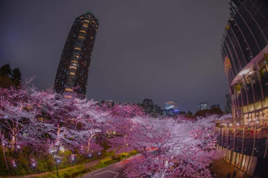 Night cherry blossoms and restaurant exterior. Shooting Location: Minato Ward, Tokyo