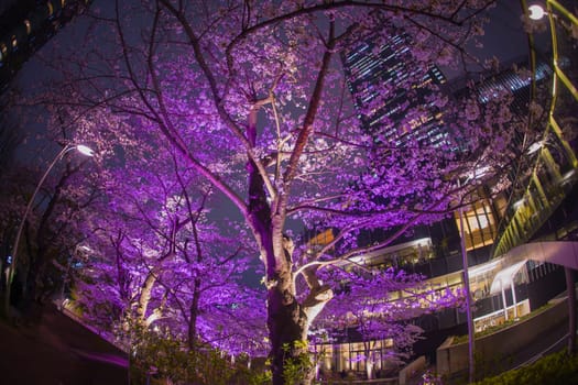 Night view of cherry blossom trees and skyscrapers. Shooting Location: Minato Ward, Tokyo
