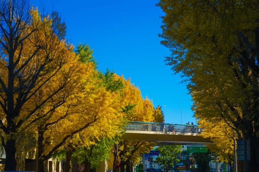 Ginkgo trees under the blue sky. Shooting Location: Naka Ward, Yokohama City