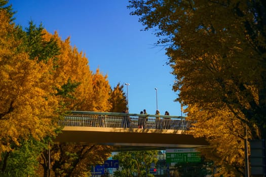 Pedestrian bridge lined with ginkgo trees. Shooting Location: Naka Ward, Yokohama City